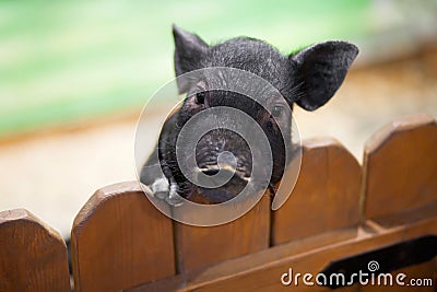 Poor little pig at the petting zoo. Stock Photo