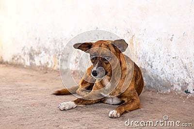 Poor and Unhappy Homeless Dog. Stock Photo