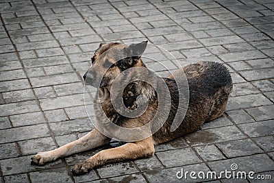 The poor wet dog laying in the floor. Stock Photo