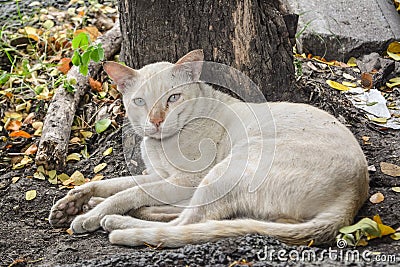 Poor white cat Stock Photo