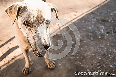 The poor white stray old dog stood looking sadly. Crazy dog in the park. The white-colored stray old dog in the park can become fe Stock Photo