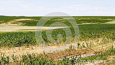 poorly grown sweet corn in the agricultural field Stock Photo