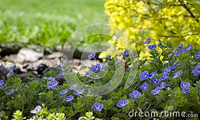 Poorman's Weatherglass Lysimachia foemina wildflowers Stock Photo