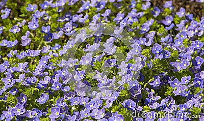 Poorman's Weatherglass Lysimachia foemina wildflowers Stock Photo