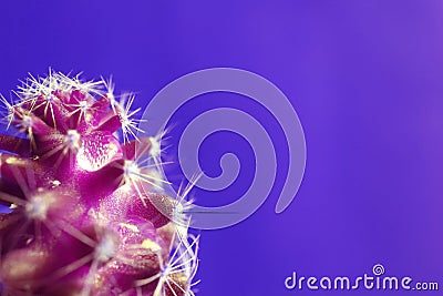 Pop art style magenta colored mini cactus plants with crystal clear water droplet on purple background Stock Photo