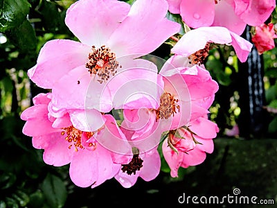 Pop of Pink Flowers Stock Photo