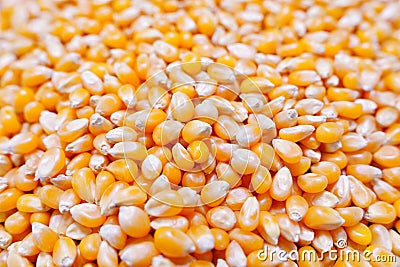 Popcorn seeds closeup Stock Photo