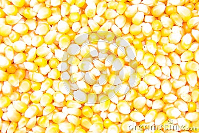 Popcorn Seeds Stock Photo