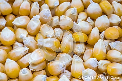 Popcorn Seeds Studio Macro Shot Stock Photo