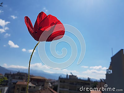 popie popie flower isolated red spring season Stock Photo