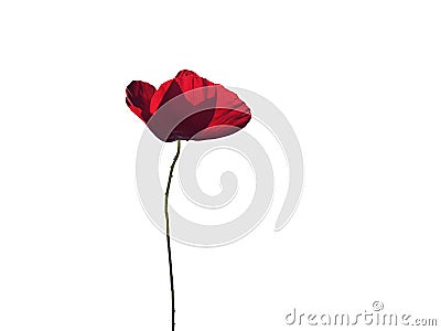 popie popie flower isolated red spring season Stock Photo