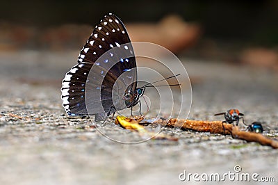 Popinjay butterfly Stock Photo