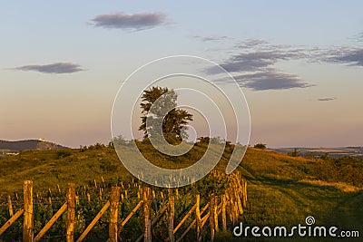 Poplar, Dunajovicke Kopce near Dolni Dunajovice, Palava region, Southern Moravia, Czech Republic Stock Photo
