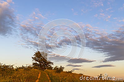 Poplar, Dunajovicke Kopce near Dolni Dunajovice, Palava region, Southern Moravia, Czech Republic Stock Photo