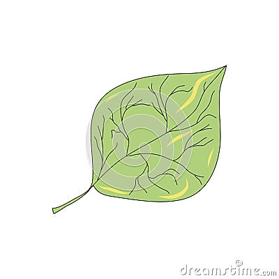 Poplar leaf vector illustration. Idea for picture in frame, ornament, vegetarian and earth themes. Logo, icon, art. Vector Illustration
