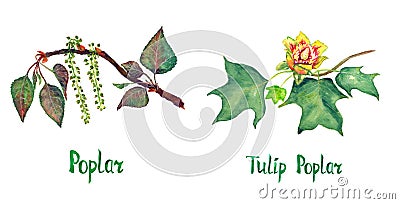 Poplar Populus nigra and Tulip poplar Liriodendron tulipifera or American tulip tree branch with green leaves and flower Cartoon Illustration