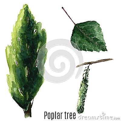 Poplar tree. Cartoon Illustration