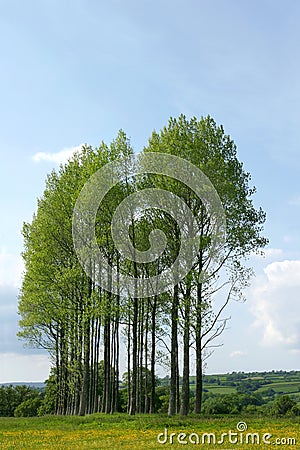 Poplar Trees Stock Photo