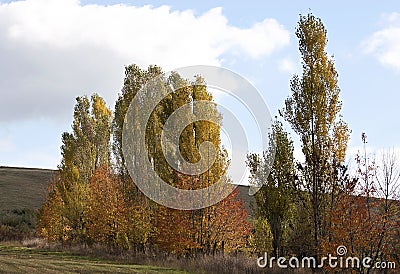 Poplar trees in autumn - RAW format Stock Photo