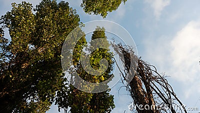 Poplar trees on the background of pure blue sky. Stock Photo