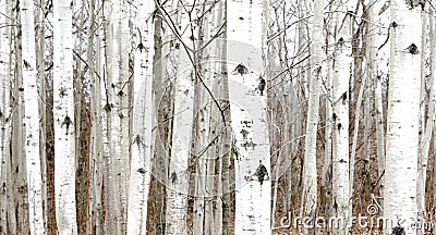 Poplar trees on hill in spring Stock Photo