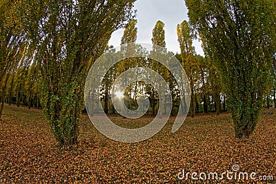 Poplar trees in Sceaux Park Stock Photo