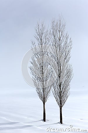 Poplar trees in soft,tranquil environment in winter time Stock Photo