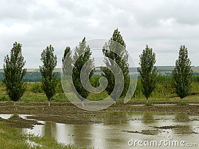 Poplar windbreak Stock Photo