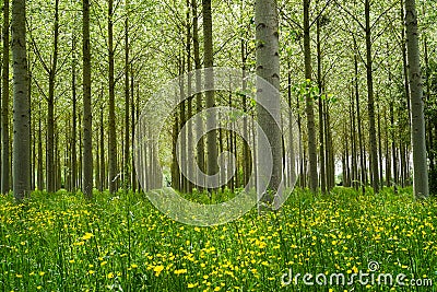 Poplars forest Stock Photo