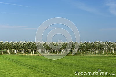 Poplars Stock Photo