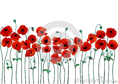 Poppies Vector Illustration