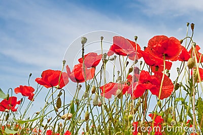 Poppies Stock Photo