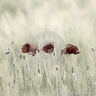 poppies Stock Photo