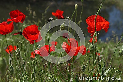 Poppies Stock Photo