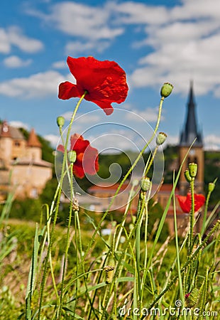 Poppies in Beaujolais, France Stock Photo