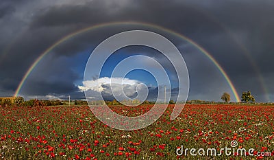 Poppies in bloom in a field under a spectacular rainbow in rural Suffolk Stock Photo