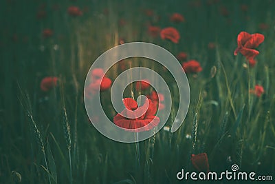 Poppies bloom in the grain Stock Photo