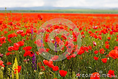 Poppies blossoming in field close-up. Flowers in bloom texture Stock Photo