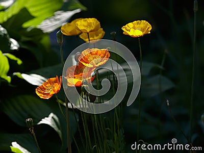 Poppies Stock Photo