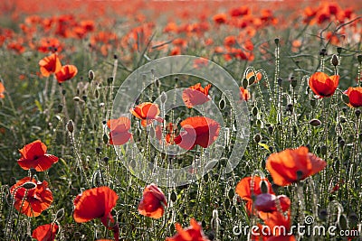 Poppies, Close-up Stock Photo