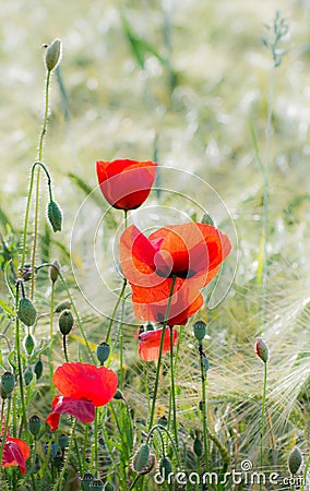 Poppies in a Corn Field Stock Photo