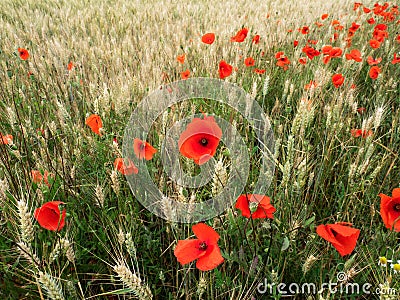 Poppies in a cornfield Stock Photo