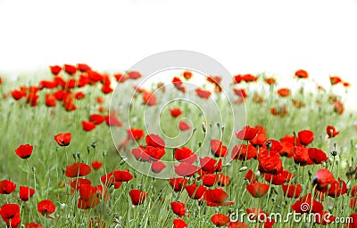 Poppies field Stock Photo