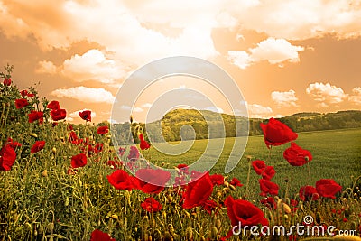 Poppies field Stock Photo