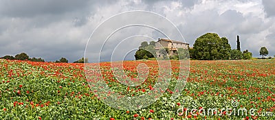 Poppies field around a rural country house Stock Photo