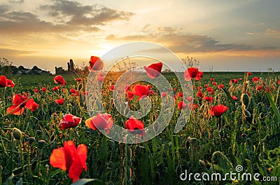 Poppies field flower on sunset Stock Photo