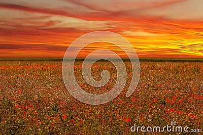 Poppies field flower on sunset Stock Photo