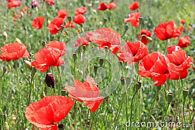 Poppies on the field Stock Photo