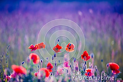 Poppies field Stock Photo