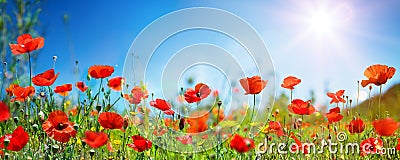 Poppies In Field In Sunny Scene Stock Photo